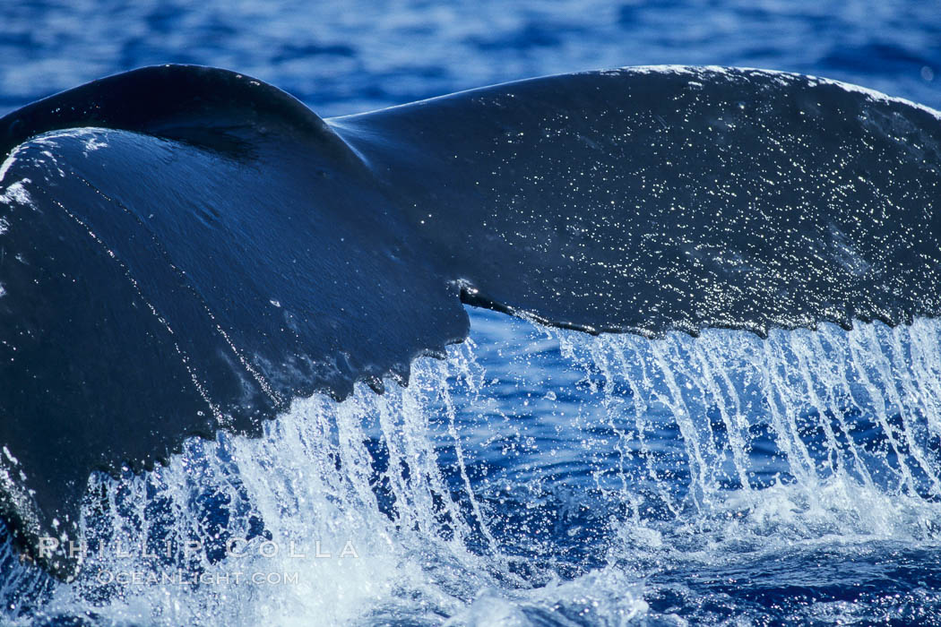Humpback whale raising its fluke (tail) prior to a dive. Maui, Hawaii, USA, Megaptera novaeangliae, natural history stock photograph, photo id 04212