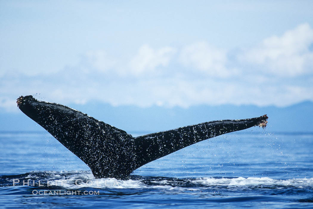 Humpback whale raising its fluke (tail) prior to a dive. Frederick Sound, Alaska, USA, Megaptera novaeangliae, natural history stock photograph, photo id 04220