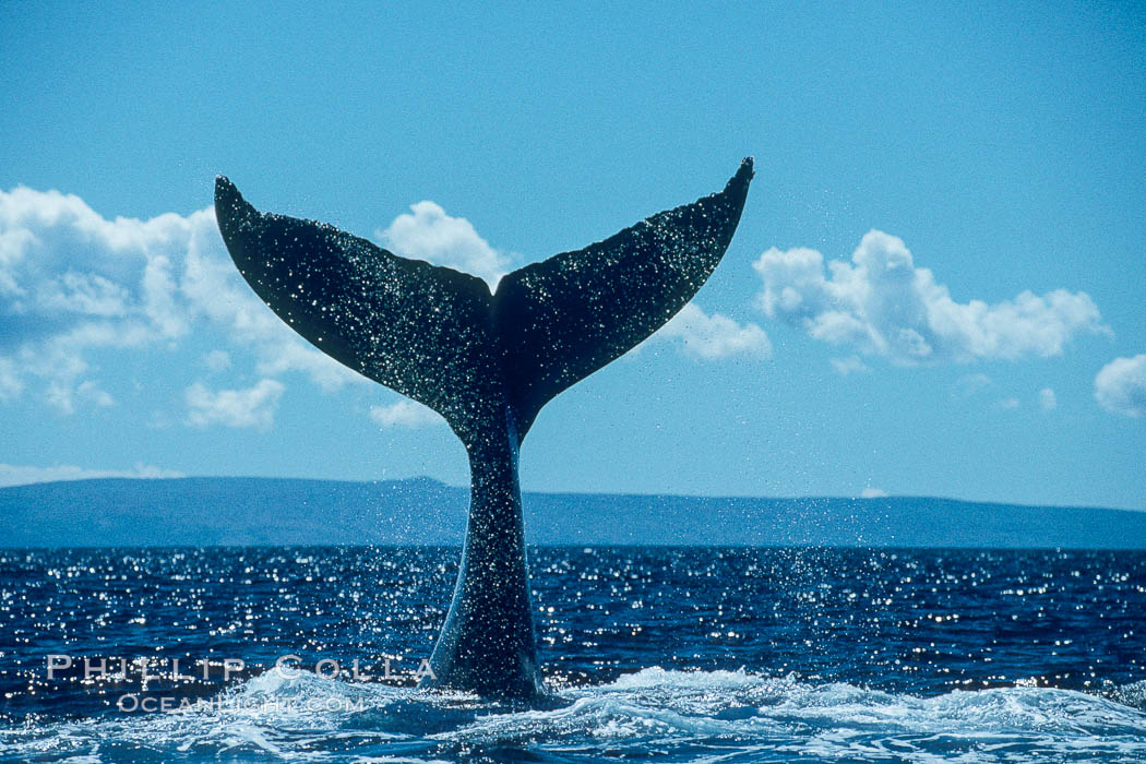 Humpback whale holding fluke (tail) aloft out of the water. Maui, Hawaii, USA, Megaptera novaeangliae, natural history stock photograph, photo id 00171