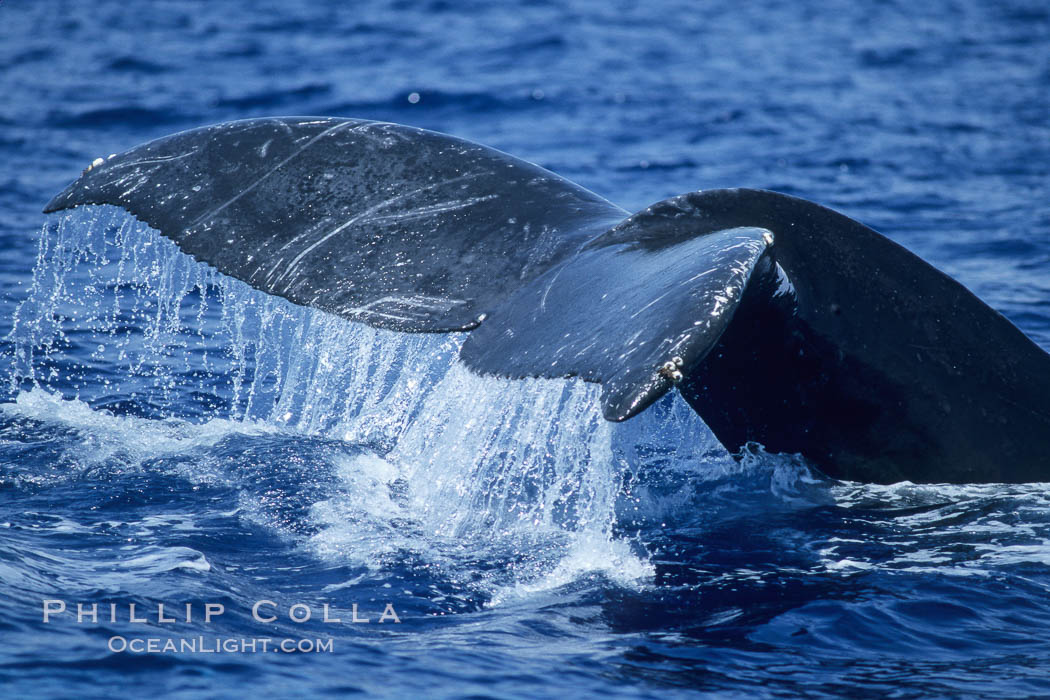 Humpback whale fluking up prior to a dive. Maui, Hawaii, USA, Megaptera novaeangliae, natural history stock photograph, photo id 04159