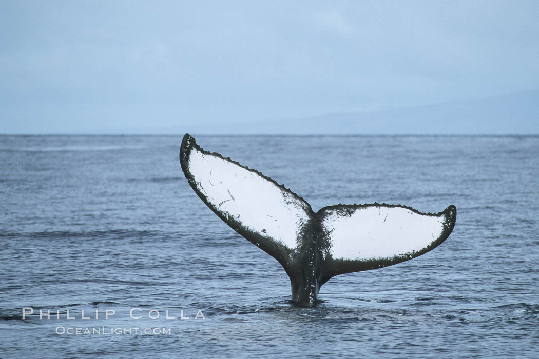 Humpback whale fluking up, ventral aspect of fluke visible. Maui, Hawaii, USA, Megaptera novaeangliae, natural history stock photograph, photo id 04175