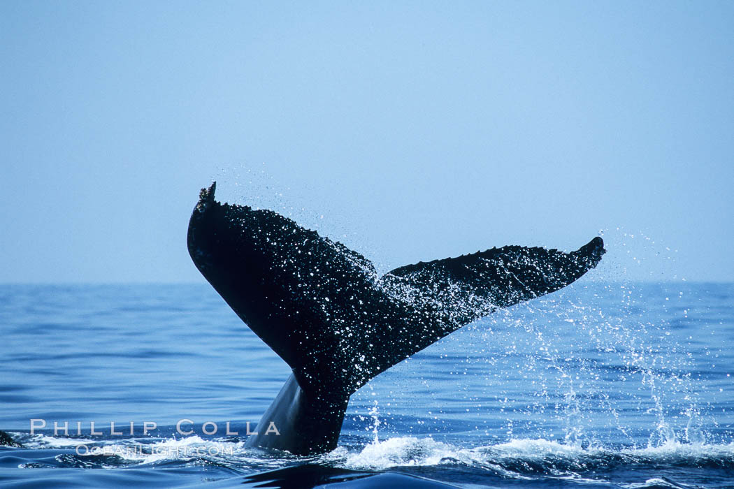 Humpback whale fluking up, ventral aspect of fluke visible. Maui, Hawaii, USA, Megaptera novaeangliae, natural history stock photograph, photo id 04179