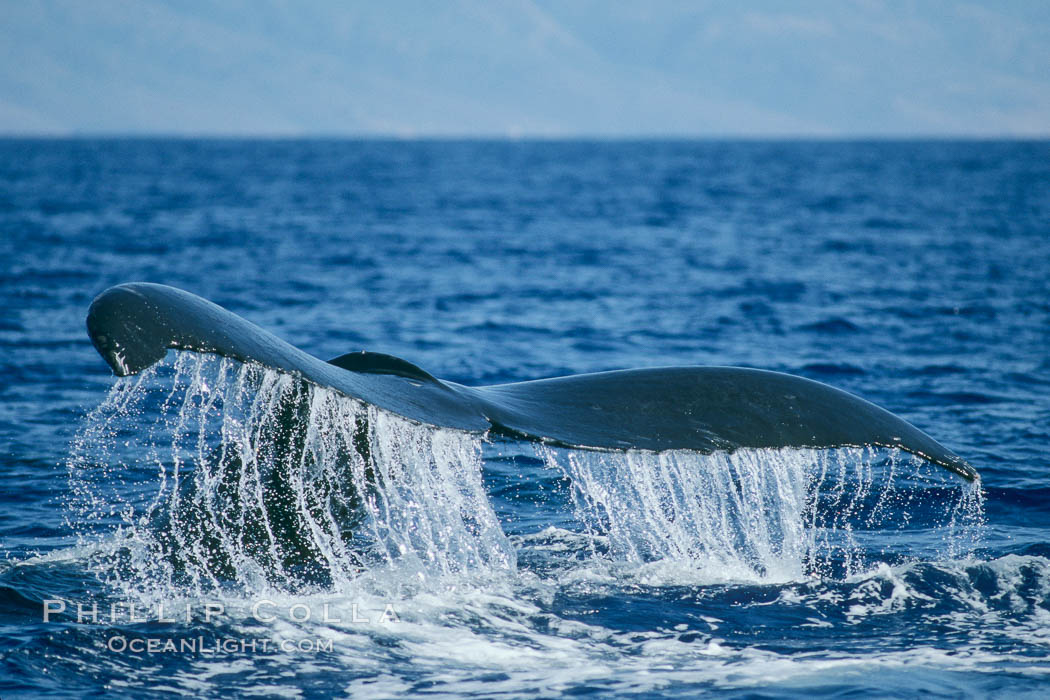 Humpback whale fluking up, raising tail before diving. Maui, Hawaii, USA, Megaptera novaeangliae, natural history stock photograph, photo id 04207