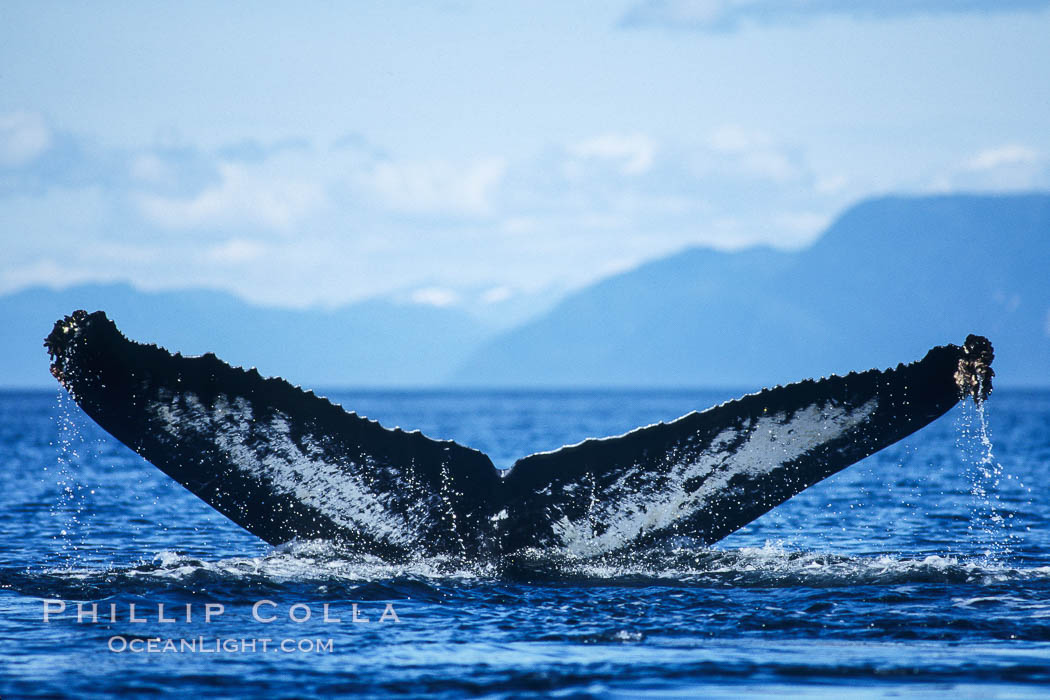 Humpback whale raising its fluke (tail) prior to a dive. Frederick Sound, Alaska, USA, Megaptera novaeangliae, natural history stock photograph, photo id 04223