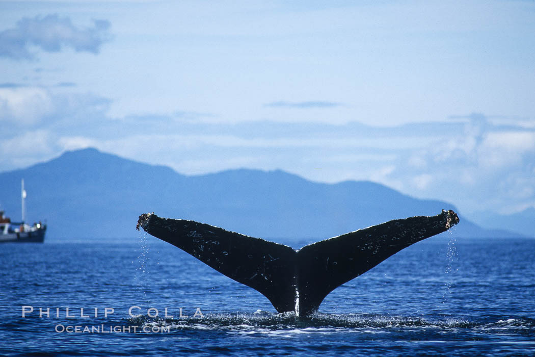 Humpback whale raising its fluke (tail) prior to a dive. Frederick Sound, Alaska, USA, Megaptera novaeangliae, natural history stock photograph, photo id 04231