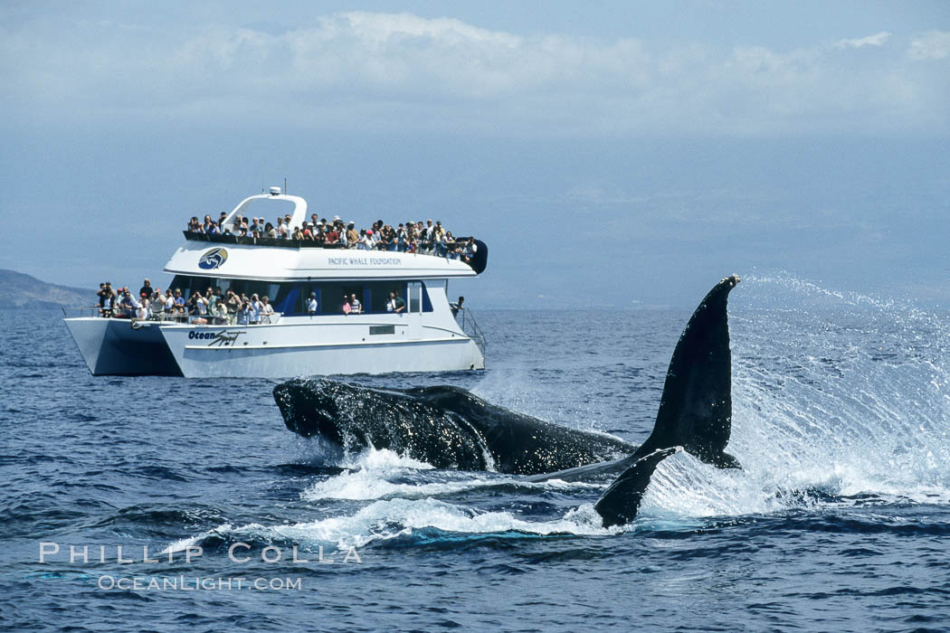 Humpback whale surface active group including head lunge and two fluke swipes, whale watching boat. Maui, Hawaii, USA, Megaptera novaeangliae, natural history stock photograph, photo id 04243