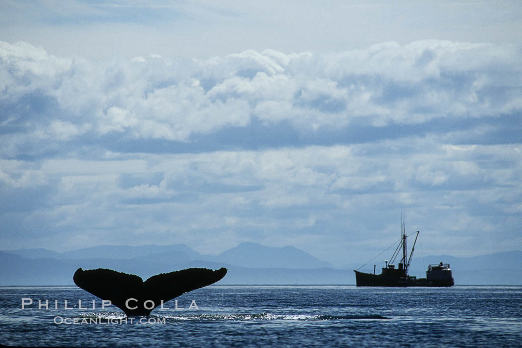 Humpback whale raising fluke prior to dive. Frederick Sound, Alaska, USA, Megaptera novaeangliae, natural history stock photograph, photo id 04399