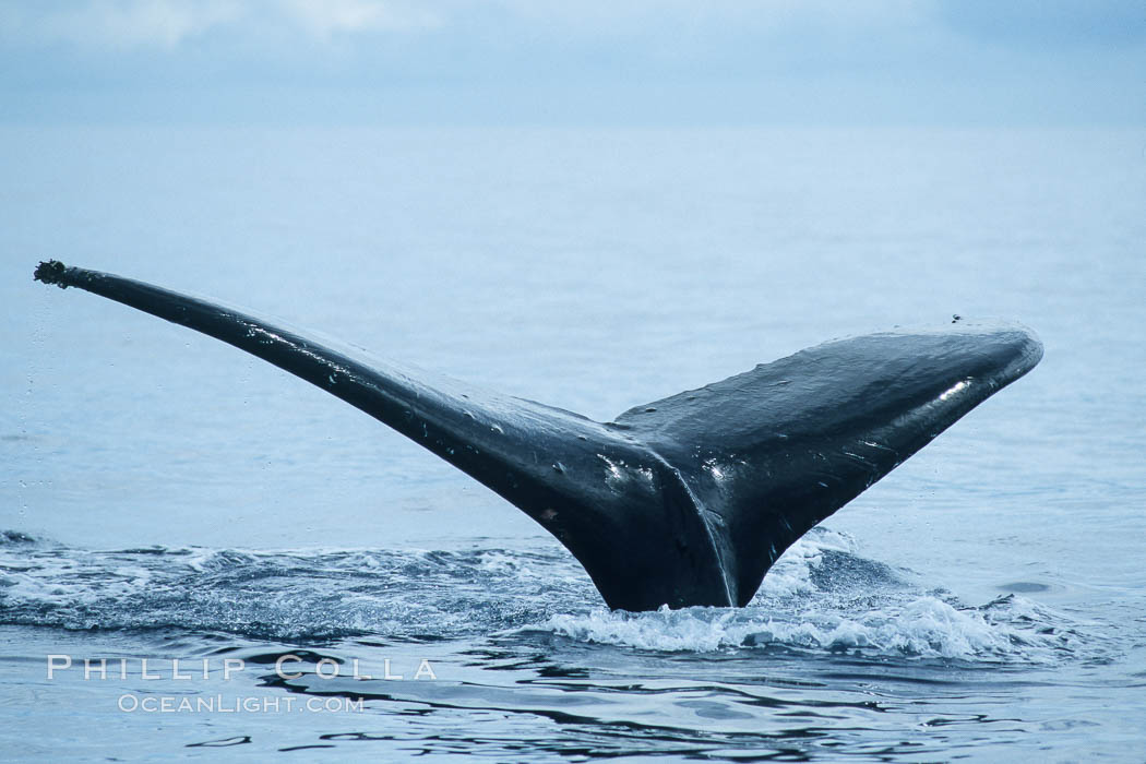 Humpback whale fluking up, raising tail before diving. Maui, Hawaii, USA, Megaptera novaeangliae, natural history stock photograph, photo id 04185