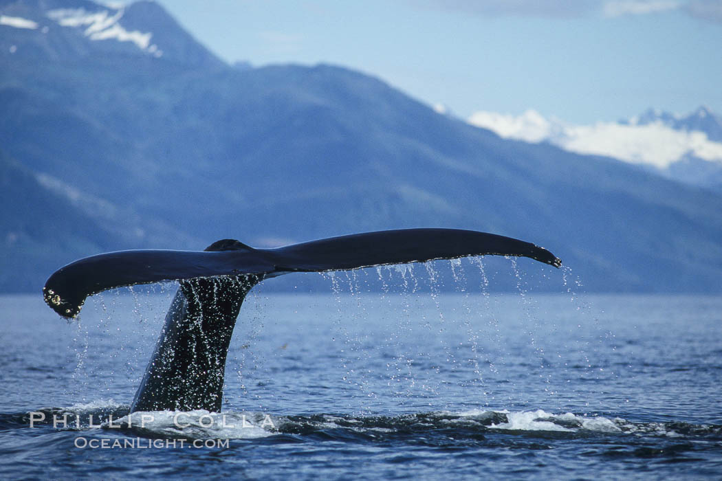 Humpback whale raising its fluke (tail) prior to a dive. Frederick Sound, Alaska, USA, Megaptera novaeangliae, natural history stock photograph, photo id 04217