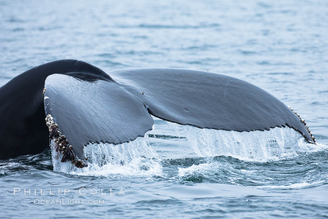 Water falling from the fluke (tail) of a humpback whale as the whale dives to forage for food in the Santa Barbara Channel. Santa Rosa Island, California, USA, Megaptera novaeangliae, natural history stock photograph, photo id 27038
