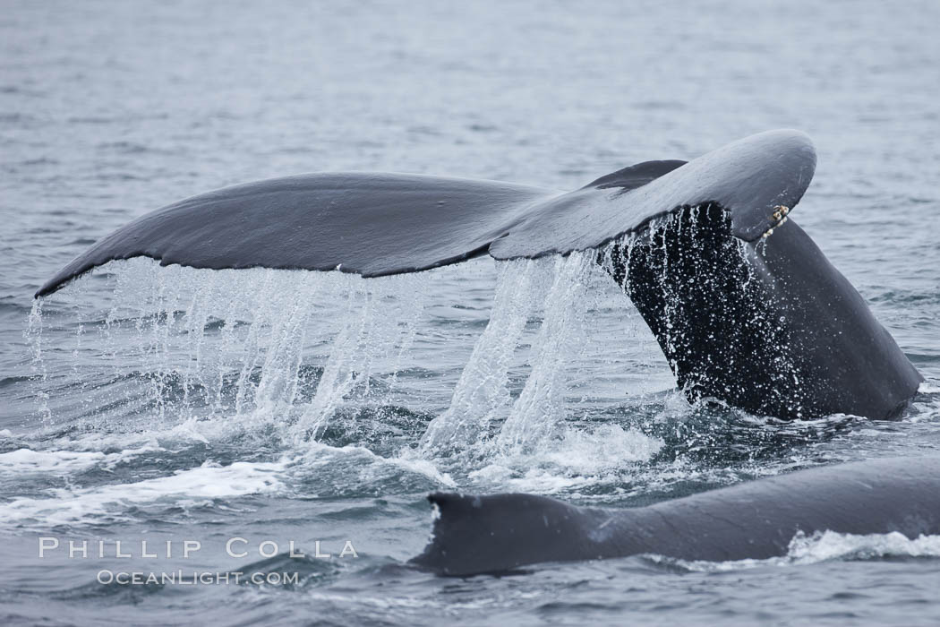 Water falling from the fluke (tail) of a humpback whale as the whale dives to forage for food in the Santa Barbara Channel. Santa Rosa Island, California, USA, Megaptera novaeangliae, natural history stock photograph, photo id 27036