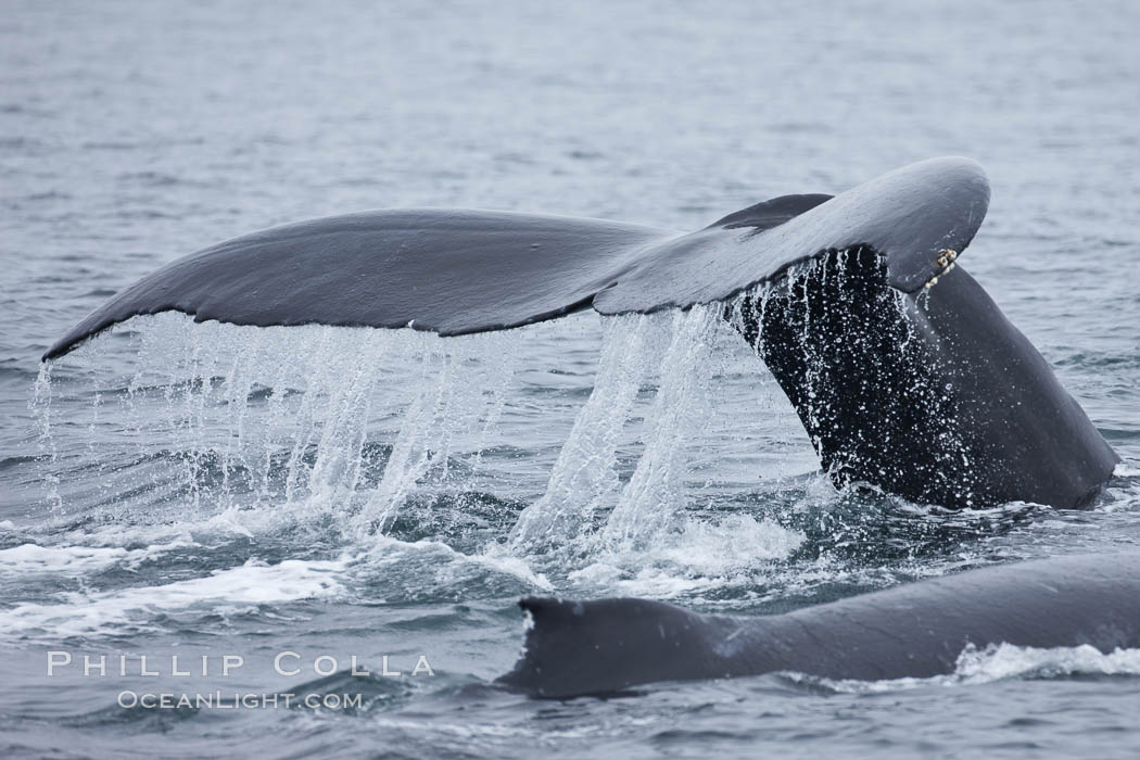 Water falling from the fluke (tail) of a humpback whale as the whale dives to forage for food in the Santa Barbara Channel, Megaptera novaeangliae, Santa Rosa Island, California Water falling from the fluke (tail) of a humpback whale as the whale dives to forage for food in the Santa Barbara Channel, Megaptera novaeangliae, Santa Rosa Island, California