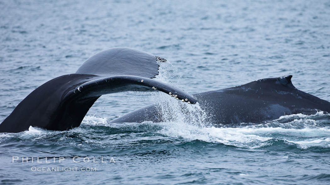 Water falling from the fluke (tail) of a humpback whale as the whale dives to forage for food in the Santa Barbara Channel. Santa Rosa Island, California, USA, Megaptera novaeangliae, natural history stock photograph, photo id 27045