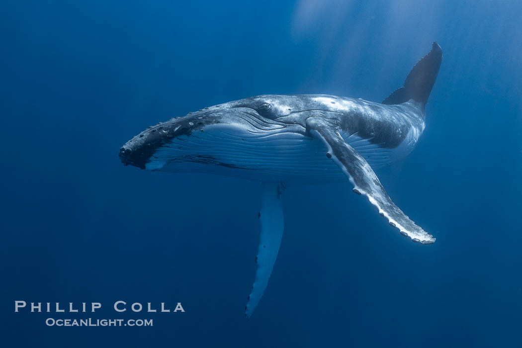 Solitary inquisitive humpback whale underwater near the island of Moorea, French Polynesia., Megaptera novaeangliae, natural history stock photograph, photo id 41360