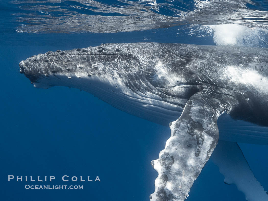 Solitary inquisitive humpback whale underwater near the island of Moorea, French Polynesia., Megaptera novaeangliae, natural history stock photograph, photo id 41361