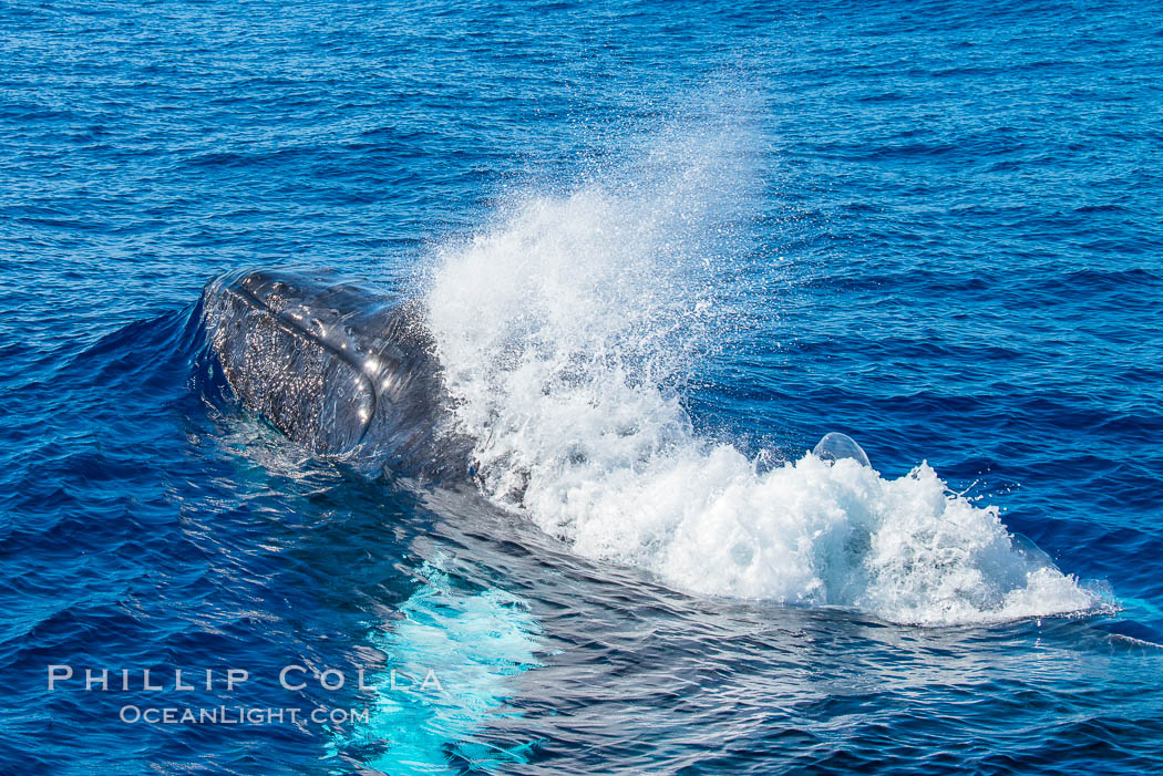 Humpback whale head lunge and blow in active group. Maui, Hawaii, USA, natural history stock photograph, photo id 34537