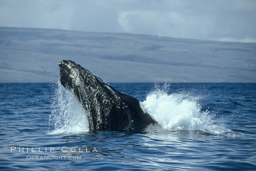 Humpback whale lunging out of the water at it reaches the surface, exhaling in a burst of bubbles. Maui, Hawaii, USA, Megaptera novaeangliae, natural history stock photograph, photo id 00230
