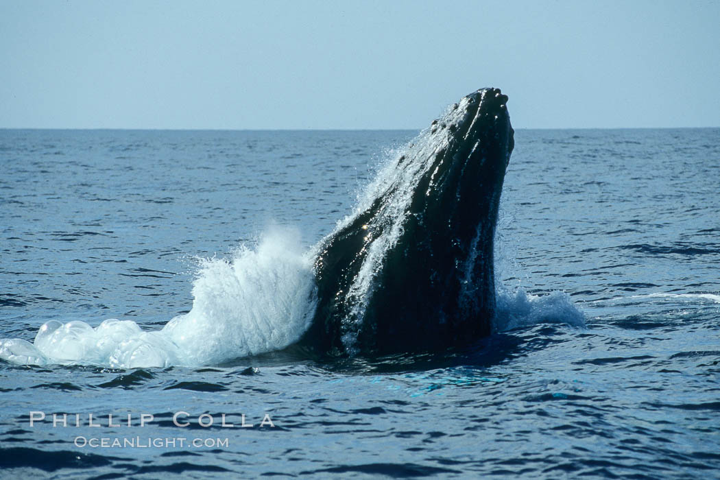 Humpback whale, head lunge in active group. Maui, Hawaii, USA, Megaptera novaeangliae, natural history stock photograph, photo id 04022