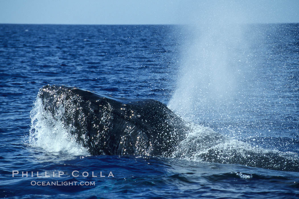 Humpback whale head lunging, rostrum extended out of the water, exhaling at the surface, exhibiting surface active social behaviours. Maui, Hawaii, USA, Megaptera novaeangliae, natural history stock photograph, photo id 04050