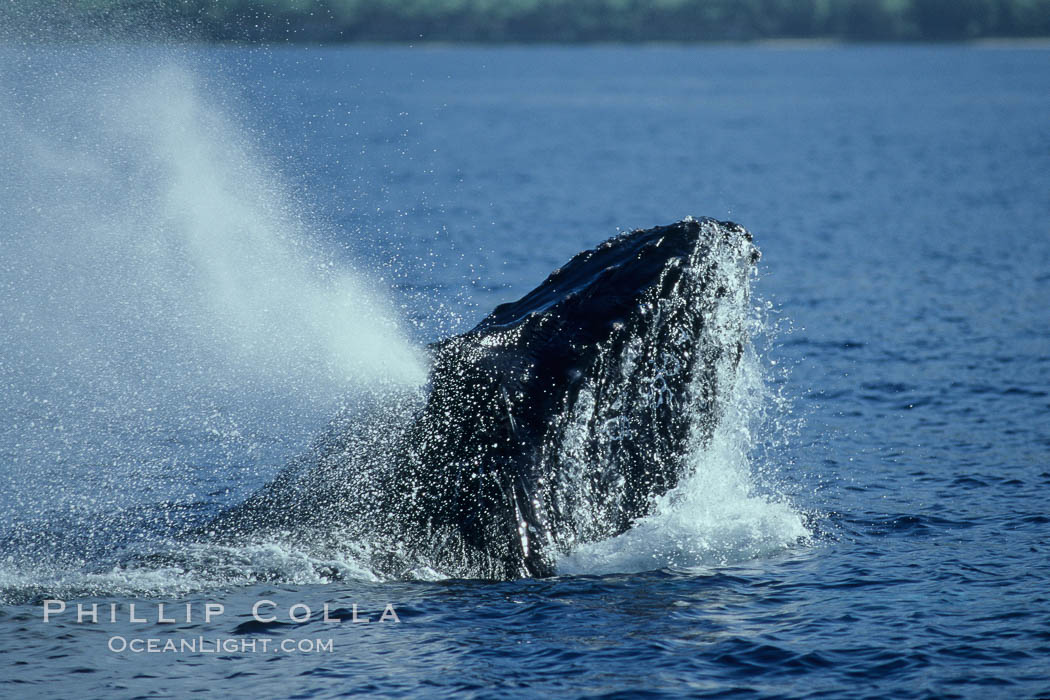 Humpback whale head lunging, rostrum extended out of the water, exhaling at the surface, exhibiting surface active social behaviours. Maui, Hawaii, USA, Megaptera novaeangliae, natural history stock photograph, photo id 04078
