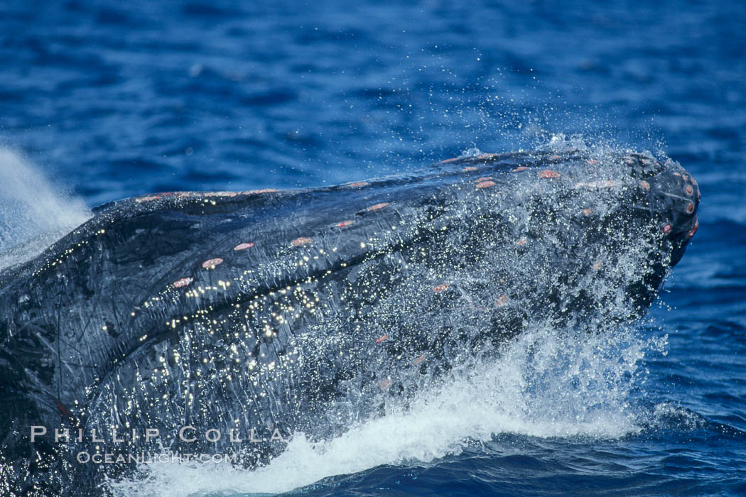 Humpback whale primary escort head lunging, showing bleeding tubercles caused by collisions with other whales, rostrum extended out of the water, exhaling at the surface, exhibiting surface active social behaviours. Maui, Hawaii, USA, Megaptera novaeangliae, natural history stock photograph, photo id 04082