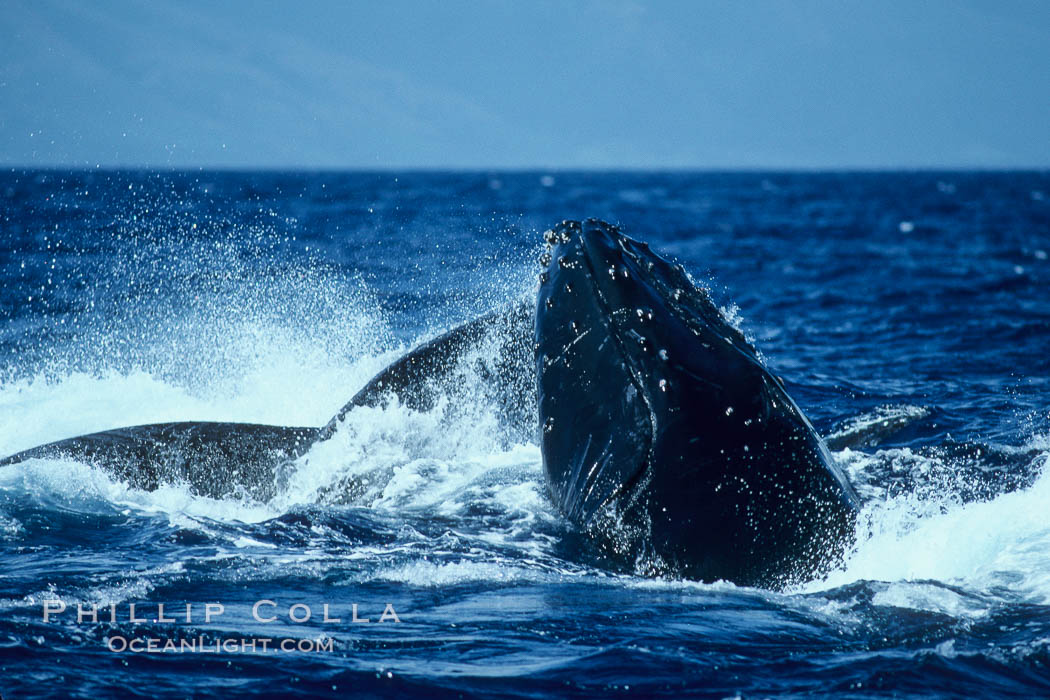 Humpback whale surface active group, male escort head lunging. Maui, Hawaii, USA, Megaptera novaeangliae, natural history stock photograph, photo id 04234