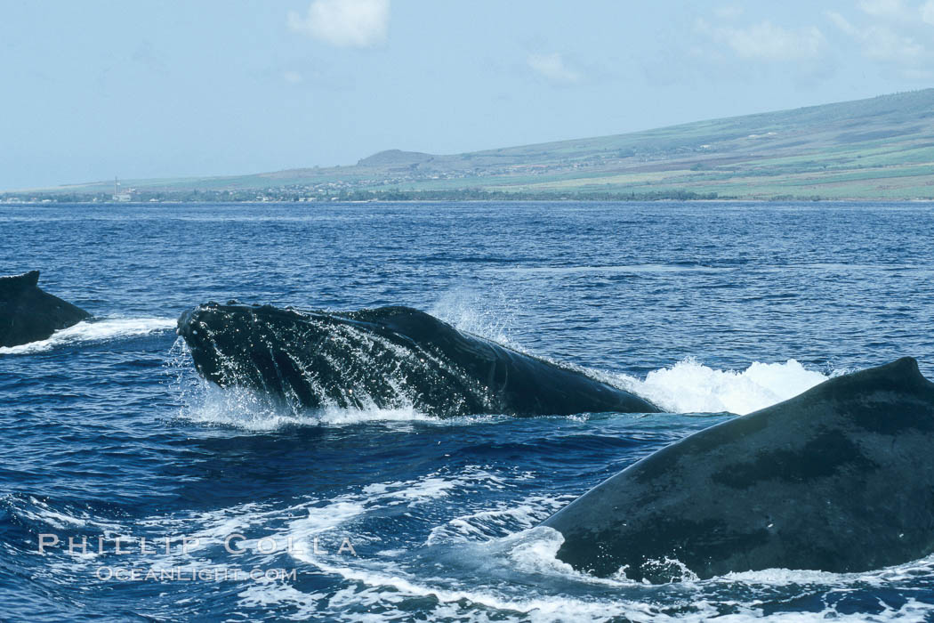 Humpback whale surface active group, male escort head lunging. Maui, Hawaii, USA, Megaptera novaeangliae, natural history stock photograph, photo id 04250