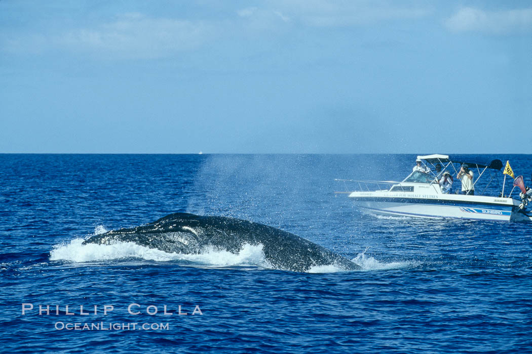 Humpback whale, male head lunging, whale research boat (Center for Whale Studies) in background flying yellow NOAA/NMFS permit flag. Maui, Hawaii, USA, Megaptera novaeangliae, natural history stock photograph, photo id 04378