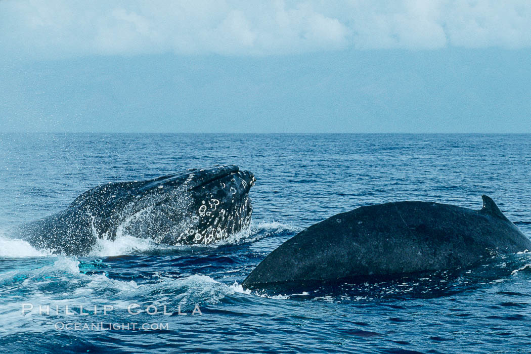 North Pacific humpback whale, head lunge and round out. Maui, Hawaii, USA, Megaptera novaeangliae, natural history stock photograph, photo id 01196