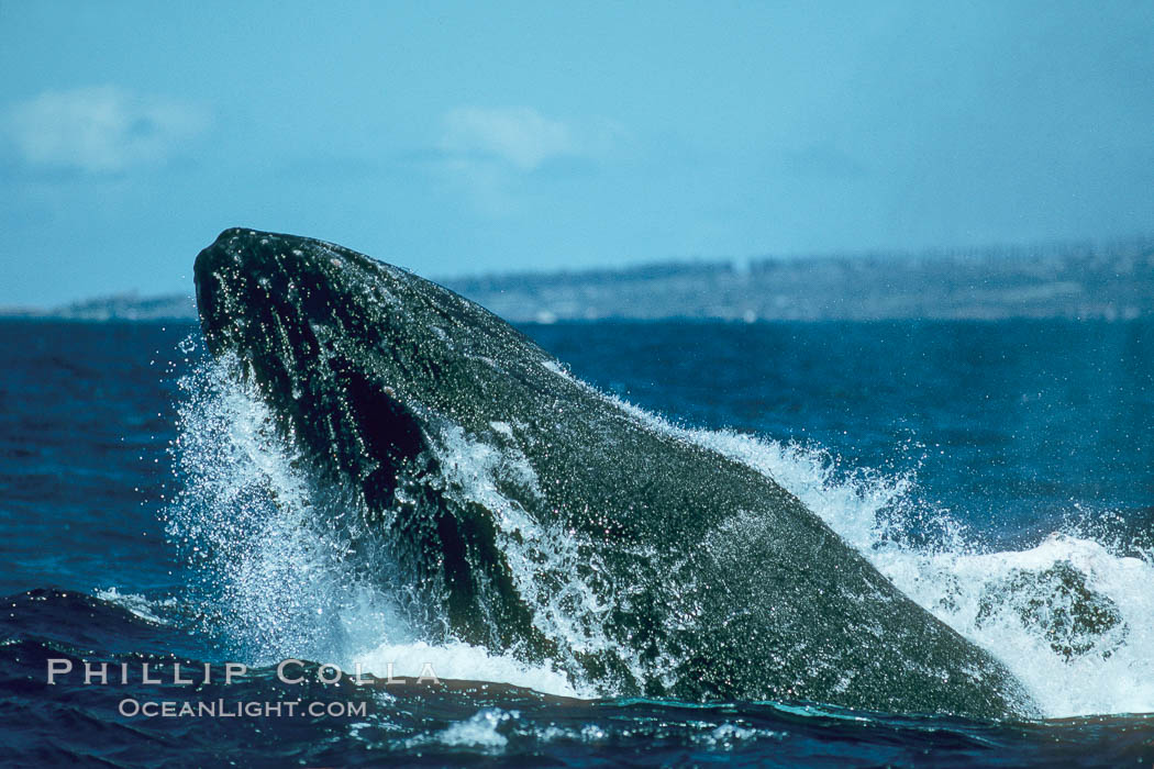 Humpback whale lunging out of the water at it reaches the surface, exhaling in a burst of bubbles. Maui, Hawaii, USA, Megaptera novaeangliae, natural history stock photograph, photo id 01356