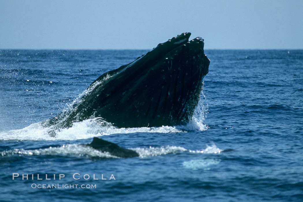 Humpback whale, head lunge with inflated throat in active group. Maui, Hawaii, USA, Megaptera novaeangliae, natural history stock photograph, photo id 04012
