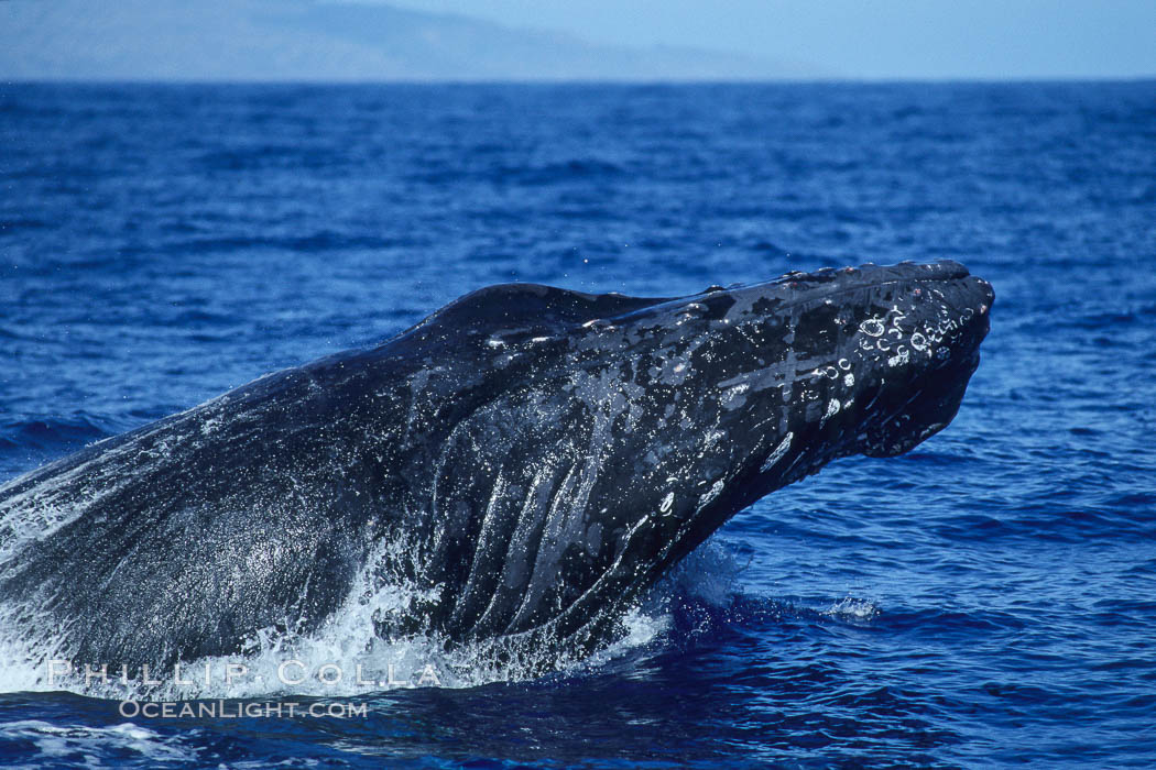 Humpback whale head lunging, rostrum extended out of the water, exhibiting surface active social behaviours. Maui, Hawaii, USA, Megaptera novaeangliae, natural history stock photograph, photo id 04044