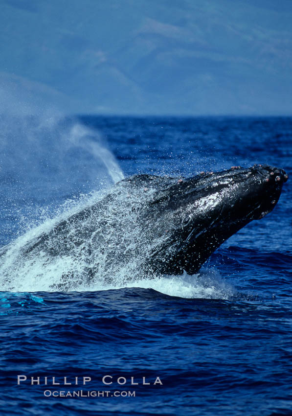Humpback whale head lunging, rostrum extended out of the water, exhaling at the surface, exhibiting surface active social behaviours. Maui, Hawaii, USA, Megaptera novaeangliae, natural history stock photograph, photo id 04064
