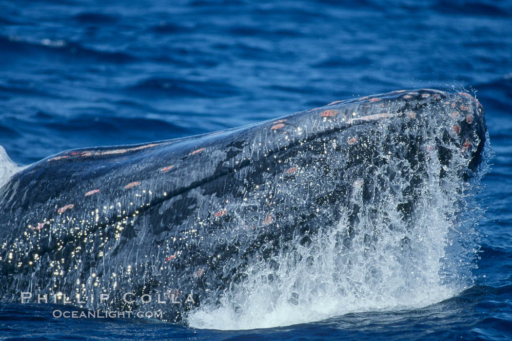 Humpback whale primary escort head lunging, showing bleeding tubercles caused by collisions with other whales, rostrum extended out of the water, exhaling at the surface, exhibiting surface active social behaviours. Maui, Hawaii, USA, Megaptera novaeangliae, natural history stock photograph, photo id 04080