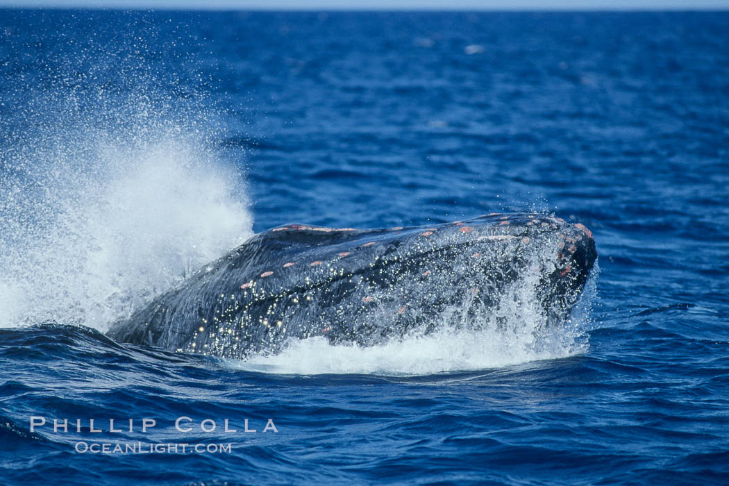 Humpback whale head lunging, showing bleeding tubercles caused by collisions with other whales, rostrum extended out of the water, exhaling at the surface, exhibiting surface active social behaviours. Maui, Hawaii, USA, Megaptera novaeangliae, natural history stock photograph, photo id 04088