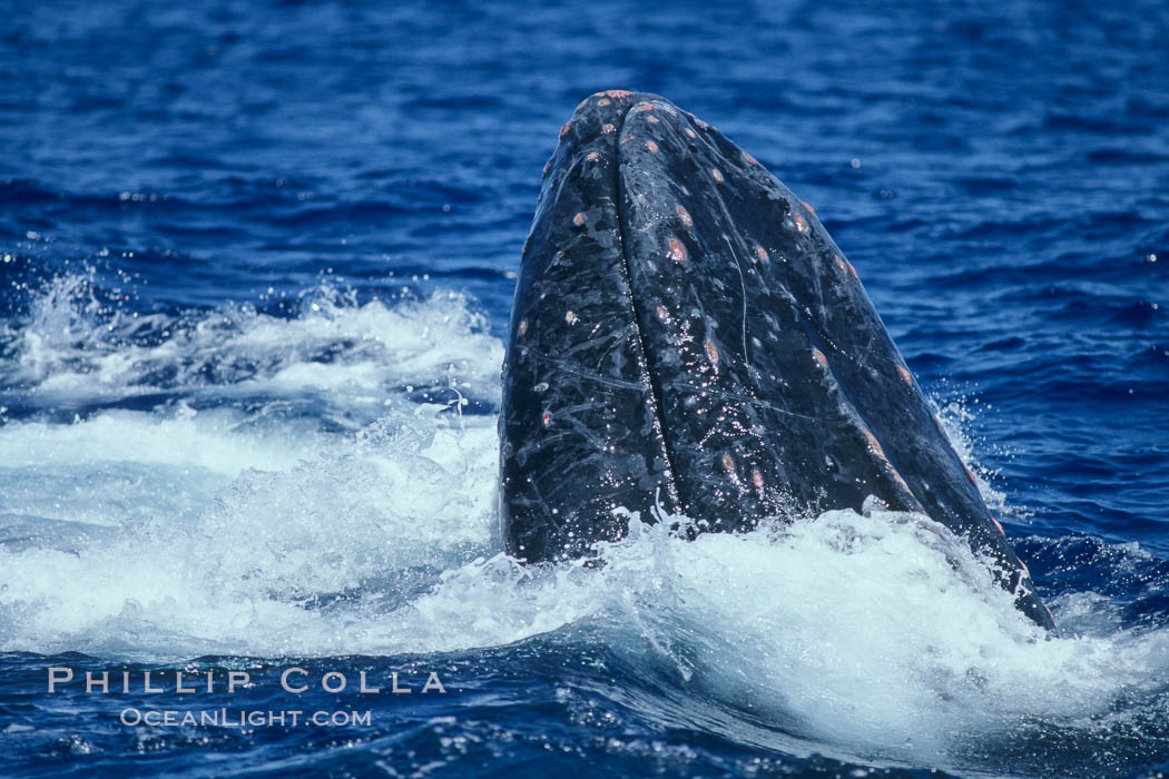 Humpback whale head lunging, showing bleeding tubercles caused by collisions with other whales, rostrum extended out of the water, exhaling at the surface, exhibiting surface active social behaviours. Maui, Hawaii, USA, Megaptera novaeangliae, natural history stock photograph, photo id 04092