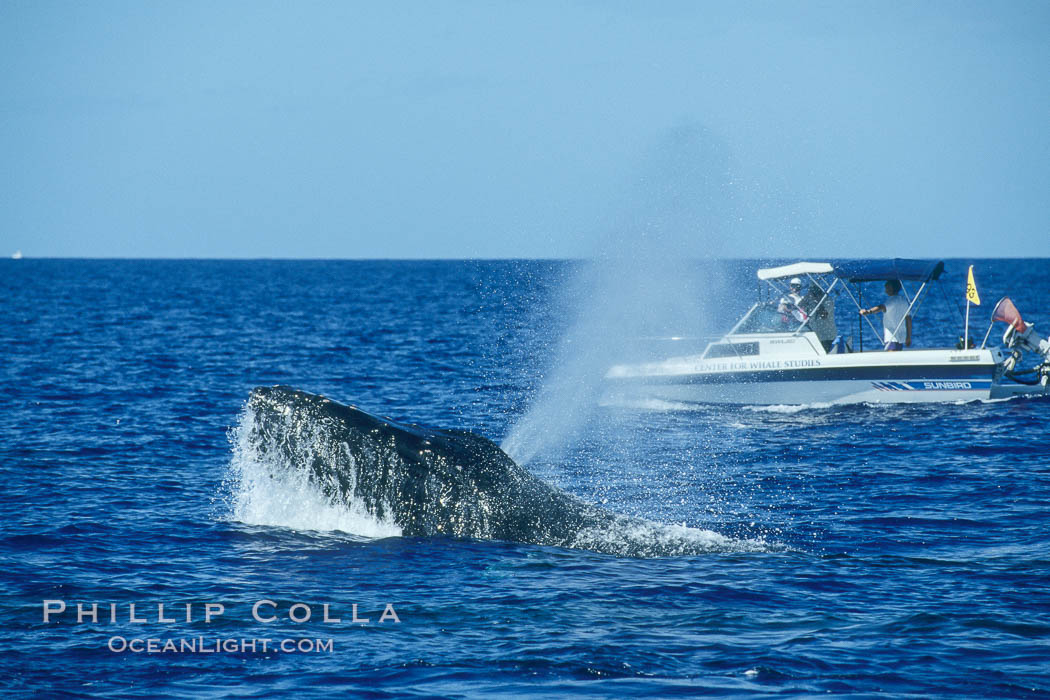 Humpback whale, male head lunging, whale research boat (Center for Whale Studies) in background flying yellow NOAA/NMFS permit flag. Maui, Hawaii, USA, Megaptera novaeangliae, natural history stock photograph, photo id 04368