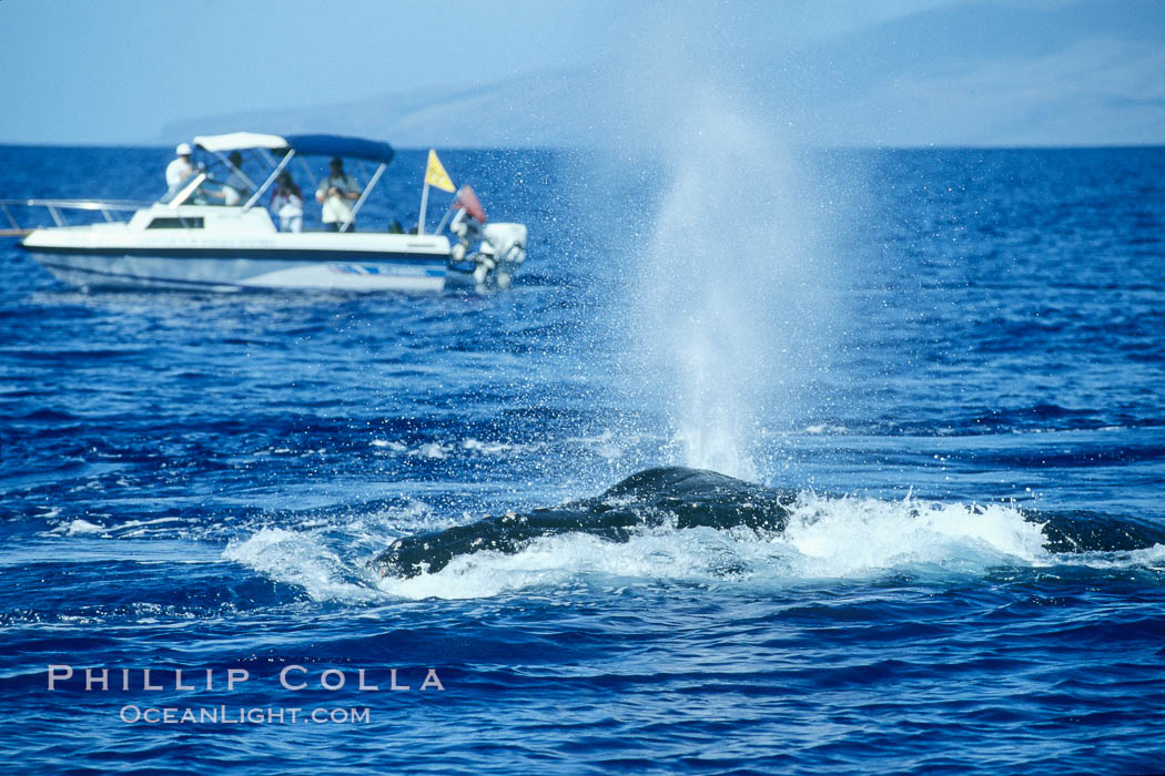 Humpback whale, male head lunging, whale research boat (Center for Whale Studies) in background flying yellow NOAA/NMFS permit flag. Maui, Hawaii, USA, Megaptera novaeangliae, natural history stock photograph, photo id 04376
