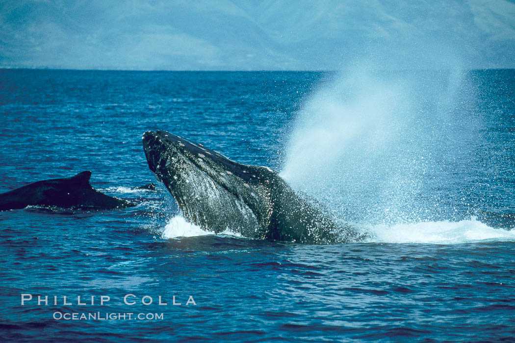 Humpback whale lunging out of the water at it reaches the surface, exhaling in a burst of bubbles. Maui, Hawaii, USA, Megaptera novaeangliae, natural history stock photograph, photo id 01403