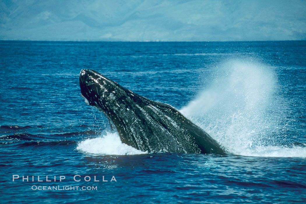 Humpback whale lunging out of the water at it reaches the surface, exhaling in a burst of bubbles. Maui, Hawaii, USA, Megaptera novaeangliae, natural history stock photograph, photo id 01407