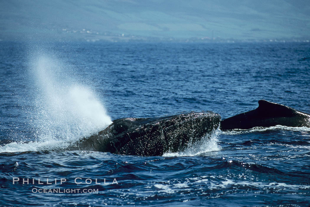 Humpback whale, head lunge in active group. Maui, Hawaii, USA, Megaptera novaeangliae, natural history stock photograph, photo id 04007