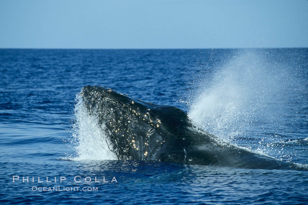 Humpback whale, head lunge in active group. Maui, Hawaii, USA, Megaptera novaeangliae, natural history stock photograph, photo id 04027