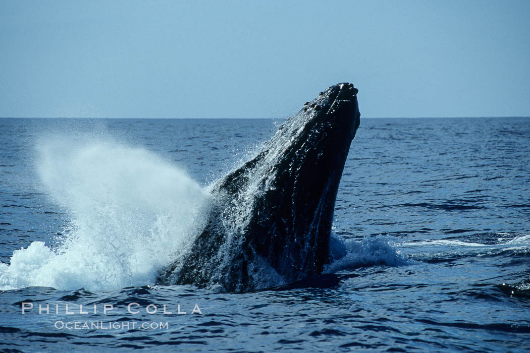Humpback whale head lunging, rostrum extended out of the water, exhaling at the surface, exhibiting surface active social behaviours. Maui, Hawaii, USA, Megaptera novaeangliae, natural history stock photograph, photo id 04035