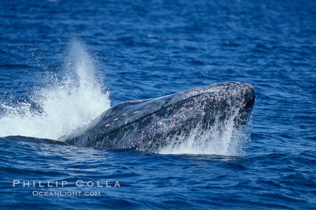 Humpback whale head lunging, showing bleeding tubercles caused by collisions with other whales, rostrum extended out of the water, exhaling at the surface, exhibiting surface active social behaviours. Maui, Hawaii, USA, Megaptera novaeangliae, natural history stock photograph, photo id 04091