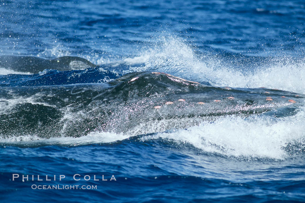 Humpback whale surface active group, male escort head lunging. Maui, Hawaii, USA, Megaptera novaeangliae, natural history stock photograph, photo id 04235