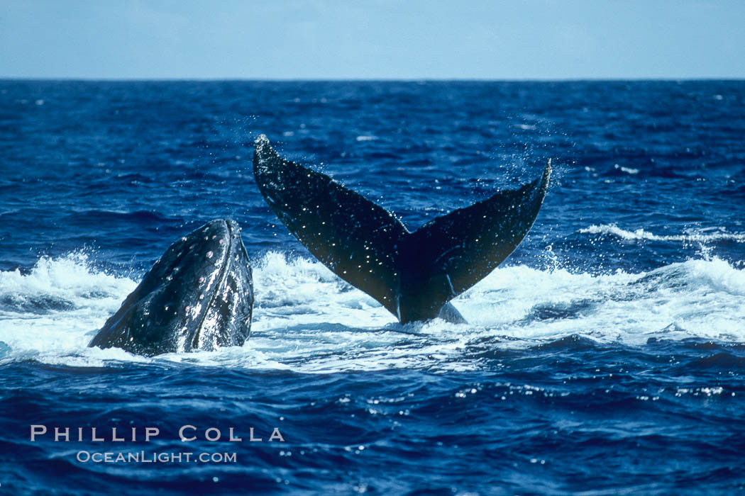 Humpback whale surface active group, male escort head lunging. Maui, Hawaii, USA, Megaptera novaeangliae, natural history stock photograph, photo id 04239