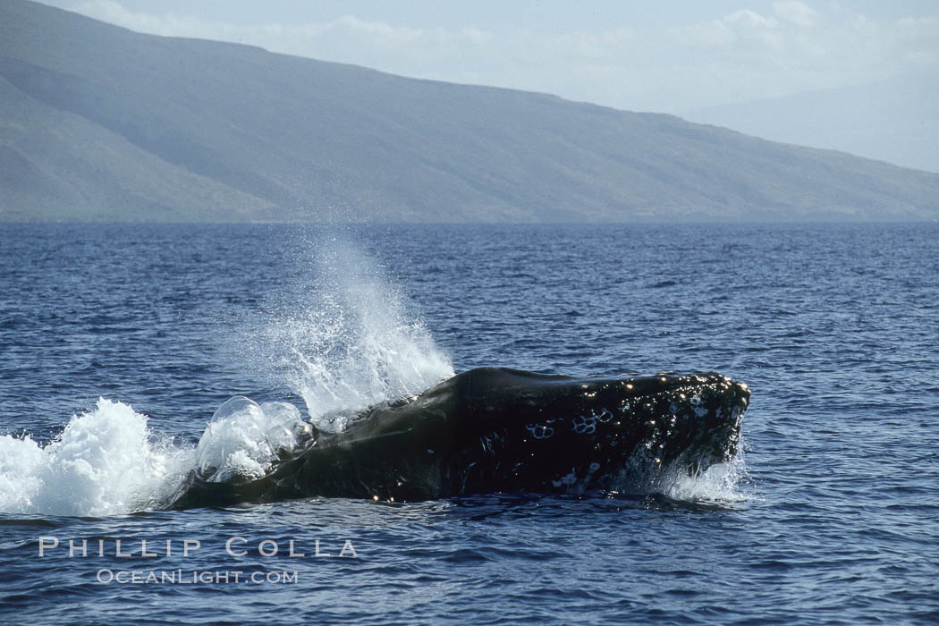 Humpback whale, head lunge in active group. Maui, Hawaii, USA, Megaptera novaeangliae, natural history stock photograph, photo id 04017