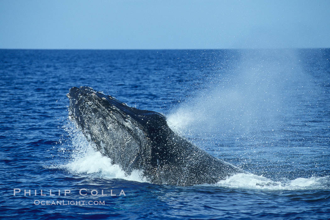 Humpback whale head lunging, rostrum extended out of the water, exhaling at the surface, exhibiting surface active social behaviours. Maui, Hawaii, USA, Megaptera novaeangliae, natural history stock photograph, photo id 04033