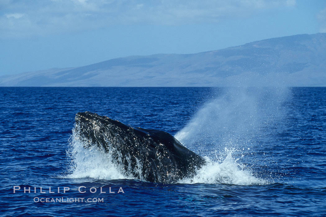 Humpback whale head lunging, rostrum extended out of the water, exhaling at the surface, exhibiting surface active social behaviours. Maui, Hawaii, USA, Megaptera novaeangliae, natural history stock photograph, photo id 04049