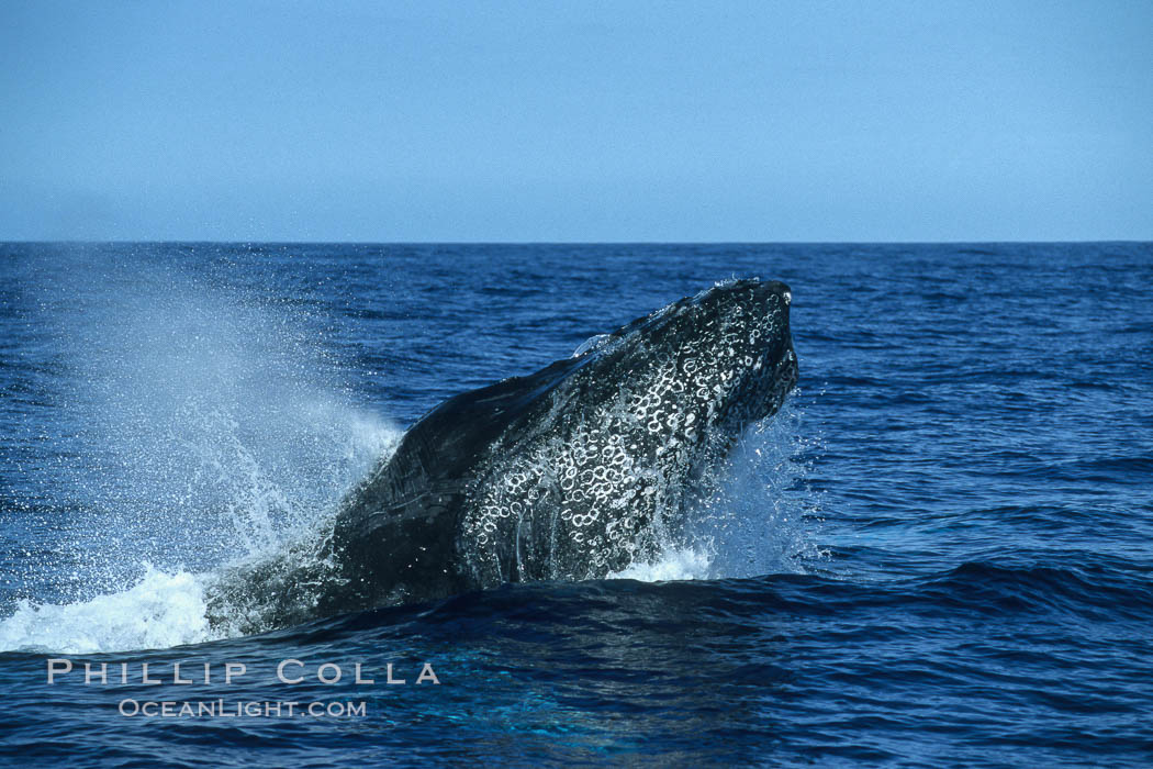 Humpback whale head lunging, rostrum extended out of the water, exhaling at the surface, exhibiting surface active social behaviours. Maui, Hawaii, USA, Megaptera novaeangliae, natural history stock photograph, photo id 04069